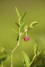 Close-op of European blueberry (Vaccinium myrtillus) blossoms in a forest in spring