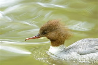 Close-up of a common merganser goosander (Mergus merganser) swimming in the water in spring