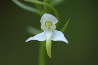 Platanthera chlorantha, commonly known as the Greater Butterfly-orchid