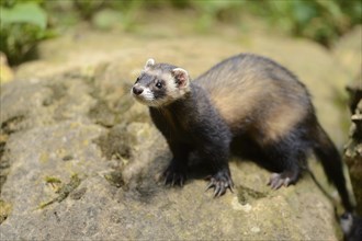 Ferret (Mustela putorius) stands on a rock, captive