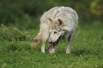 Algonquin wolf (Canis lupus lycaon) in a meadow, captive, Germany, Europe