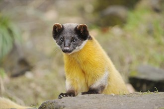 Close-up of a yellow-throated marten or kharza (Martes flavigula) in winter