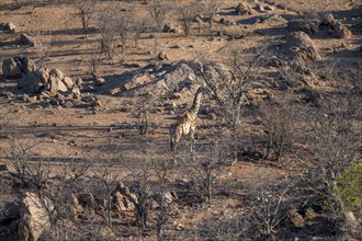 Angolan giraffe (Giraffa giraffa angolensis), from above, Hobatere Concession, Namibia, Africa