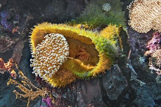 Vase sponge, (Callyspongia sp.), with small crab, Wakatobi Dive Resort, Sulawesi, Indonesia, Asia