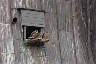Peregrine falcon (Falco peregrinus), three young birds in front of the entrance to the nesting box,
