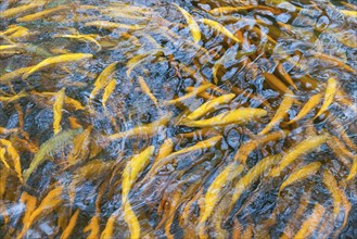 Golden trout in a fish farm, Viele, Baden-Wuerttemberg, Germany, Europe