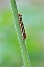 Caterpillar of the drinker moth (Euthrix potatoria), May, Saxony, Germany, Europe