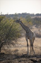 Southern giraffe (Giraffa giraffa giraffa), eating leaves of an acacia tree, African savannah,