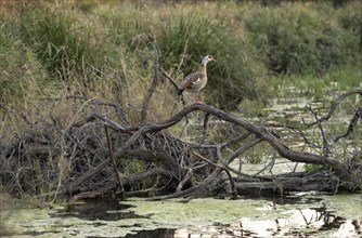 Egyptian goose (Alopochen aegyptiaca), sitting on a branch over a small river, Kruger National