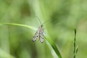 German Scorpion Fly (Panorpa germanica), on a blade of grass, Muensterland, Germany, Europe