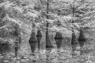 Bald cypresses (Taxodium distichum) in water, infrared, Dennenlohe Castle Park, Middle Franconia