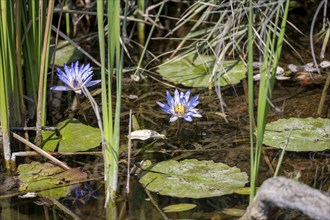 Two flowers of a cape blue water lily (Nymphaea capensis) in a pond, Kruger National Park, South