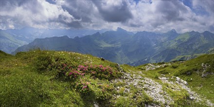 Alpine rose blossom, rhododendron, Koblat-Hoehenweg on the Nebelhorn, Allgaeu Alps, Allgaeu,