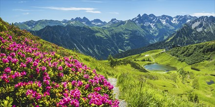 Alpine rose blossom, panorama from the Fellhorn over the Schlappoldsee and mountain station of the