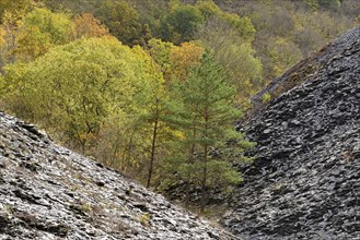 Pines (Pinus) and deciduous trees with autumn leaves growing between slate heaps, Eastern Eifel,