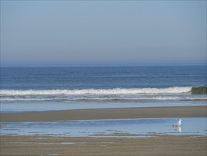 A seagull stands on the sandy beach, while the waves of the sea are softly rushing and a clear blue