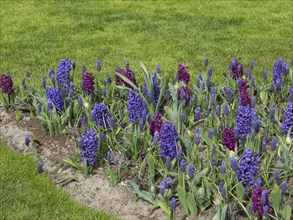 Flower bed with purple flower-bed surrounded by green lawn, many colourful, blooming tulips in