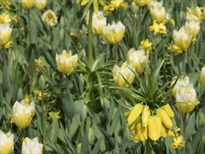 A garden full of yellow daffodils in bright sunlight on a clear spring day, lots of colourful