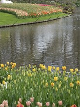 Yellow and orange tulips blooming along a winding riverbank in a spring garden, many colourful
