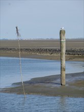 Bird sitting on a post in the water, calm and clear scenery under a blue sky, Baltrum Germany