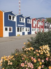 Colourful houses along a street with blooming flowers in the foreground of a coastal town,