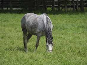 A white horse grazing alone on a green meadow in a pasture, horses and foals on a green meadow in