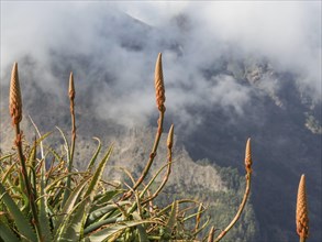Aloe vera plants in the foreground, mountains in the background against a foggy sky and clouds,