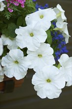 Close-up of Petunia (Petunia x hybrida) blossoms in a garden in late summer, Bavaria, Germany,