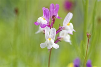 Delicate pink-white flowers in close-up against a green background, Moroccan toadflax (Linaria