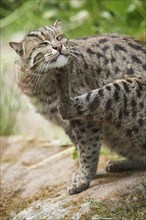 Close-up of a fishing cat (Prionailurus viverrinus) in spring