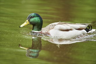 Close-up of a mallard or wild duck (Anas platyrhynchos) swimming in the water in spring