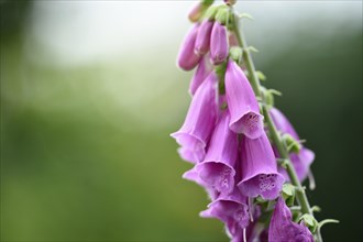 Close-up of a common foxglove or lady's glove (Digitalis purpurea) blossom in early summer