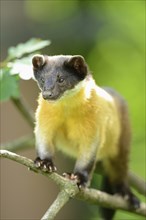 Close-up of a yellow-throated marten (Martes flavigula) in a forest, captive