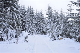 Landscape of a forest path going through a snowy Norway spruce (Picea abies) forest in winter,