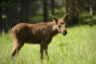 Close-up of a Eurasian elk (Alces alces) youngster in a forest in early summer, Bavarian Forest