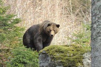 Eurasian brown bear (Ursus arctos arctos) in a forest in spring, Bavarian Forest National Park,