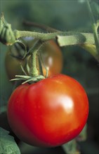Ripe red tomato on a plant in a garden Solanum lycopersicum