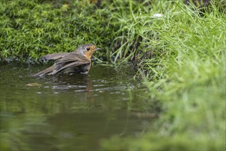 European robin (Erithacus rubecula), bathing, Emsland, Lower Saxony, Germany, Europe