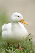 Close-up of a domesticated duck swimming on a meadow in spring