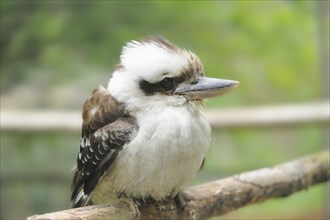 Close-up of a Laughing Kookaburra (Dacelo novaeguineae)