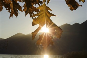 Beautiful Autumn Oak Leaf in Backlit with Sunbeam and Mountain on Lake Maggiore in Ascona, Ticino,