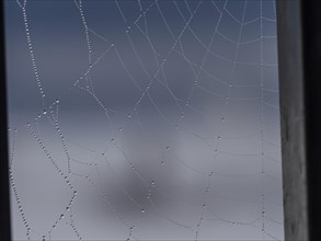 Dewdrops on a spider's web, near Frauenberg, Sausal, Styria, Austria, Europe