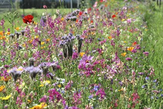Colourful wildflowers in full bloom on a green meadow on a sunny summer day, Flower meadow,