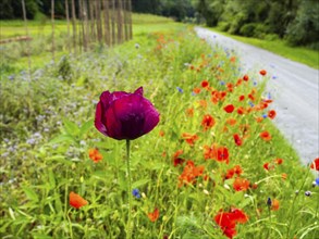 Poppy field in bloom, cornflowers in between, Sausal cycle path, near Heimschuh, Styria, Austria,
