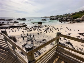 Gentoo penguins at Boulder Beach, Cape Town, South Africa, Africa