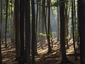 A dense forest with tall trees, through whose trunks sunlight falls and casts shadows on the forest