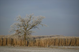 Frosty tree and reed in a wintry landscape, Frosty winter time in the early morning on fields and