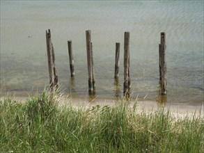 Wooden posts standing in the water near a grassy shore, spring on the Baltic Sea coast with green