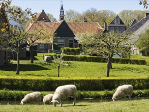 Sheep grazing on a lawn in front of traditional houses in a sunny village, Enkhuizen, Nirderlande