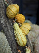 Yellow pumpkins hanging decoratively from a wooden beam, many colourful pumpkins for decoration in